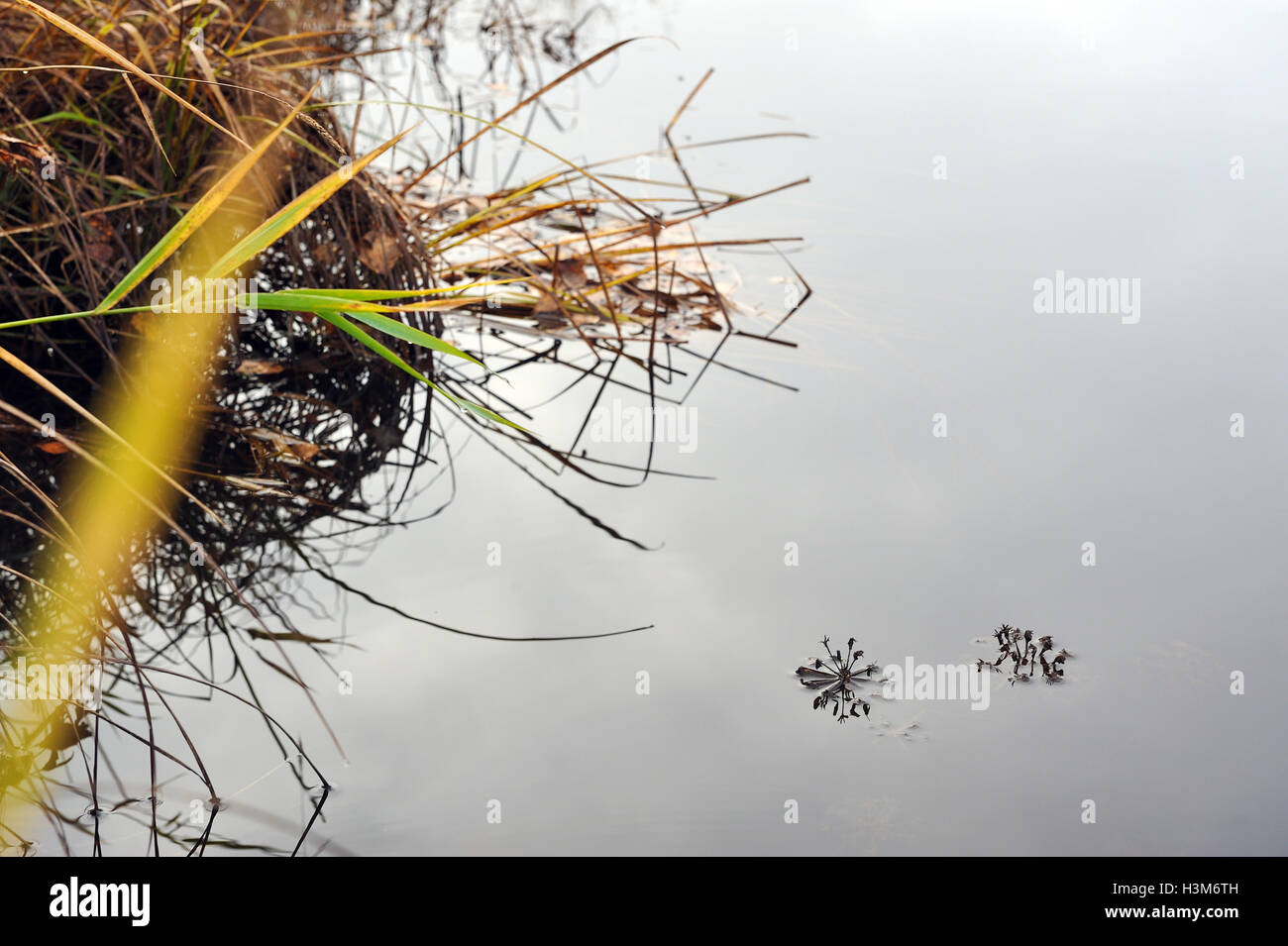 Abstract. Il flusso del tempo. Il fiume nel suo flusso ondeggianti l'erba cresce sotto l'acqua Foto Stock