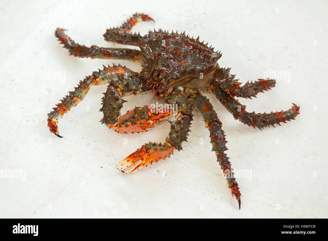 Freshly-Speared kamchatka granchio reale sul ponte della barca. Foto Stock