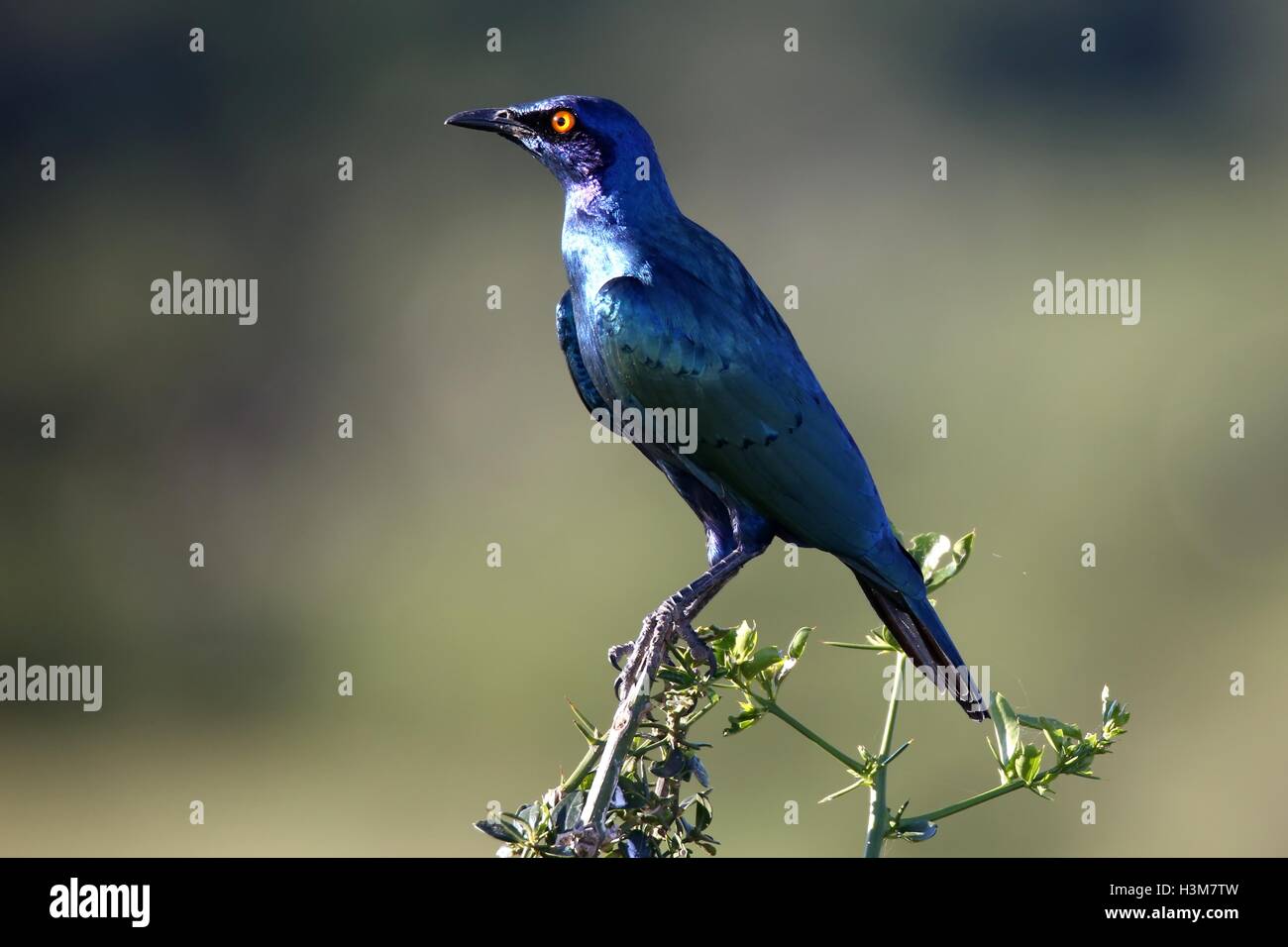 Glosst Starling Bird Foto Stock