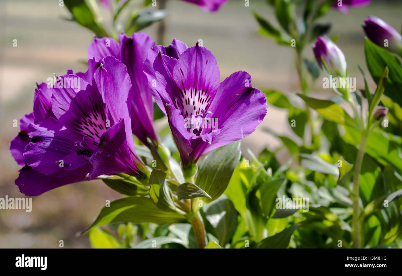 Alstroemeria Inticancha lily fiori close up Foto Stock
