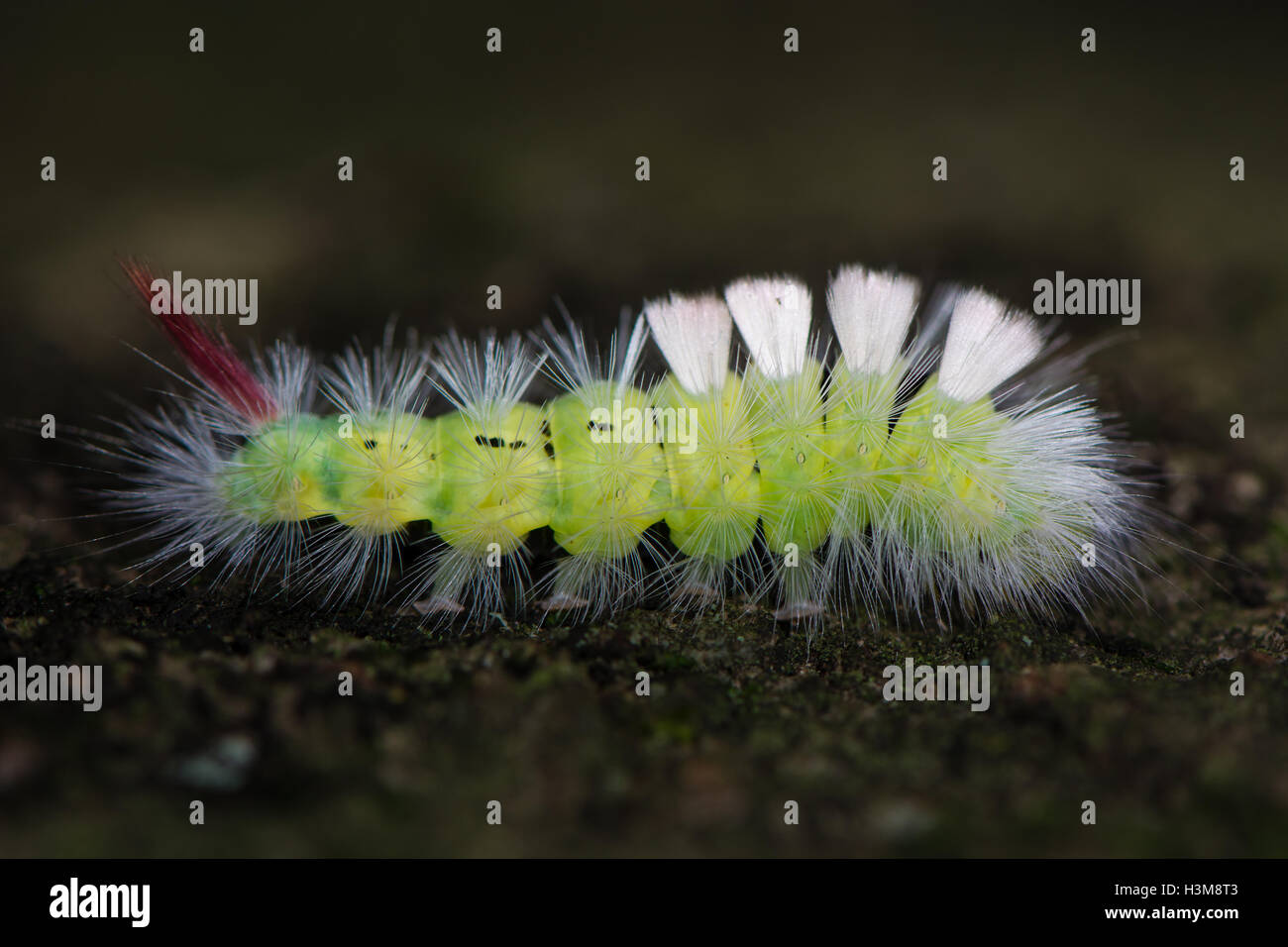 Pale tussock moth (Calliteara pudibunda) sulla corteccia. Completamente cresciuti caterpillar di tarma nella famiglia Erebidae, con lunghi capelli bianchi Foto Stock