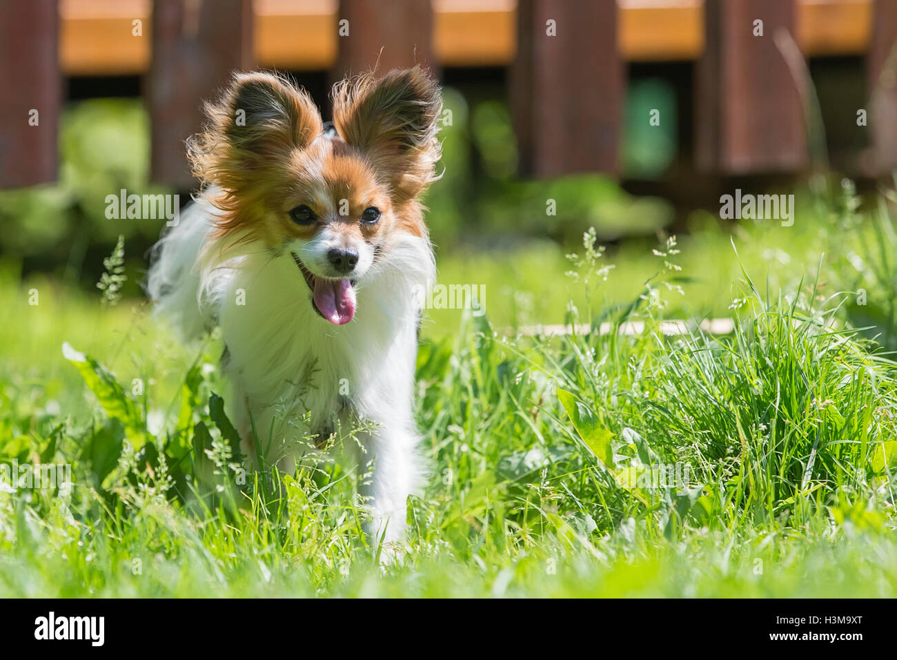 Papillon cane (Canis lupus familiaris)riproduzione di giocattoli di gomma sull'erba verde,cucciolo Foto Stock