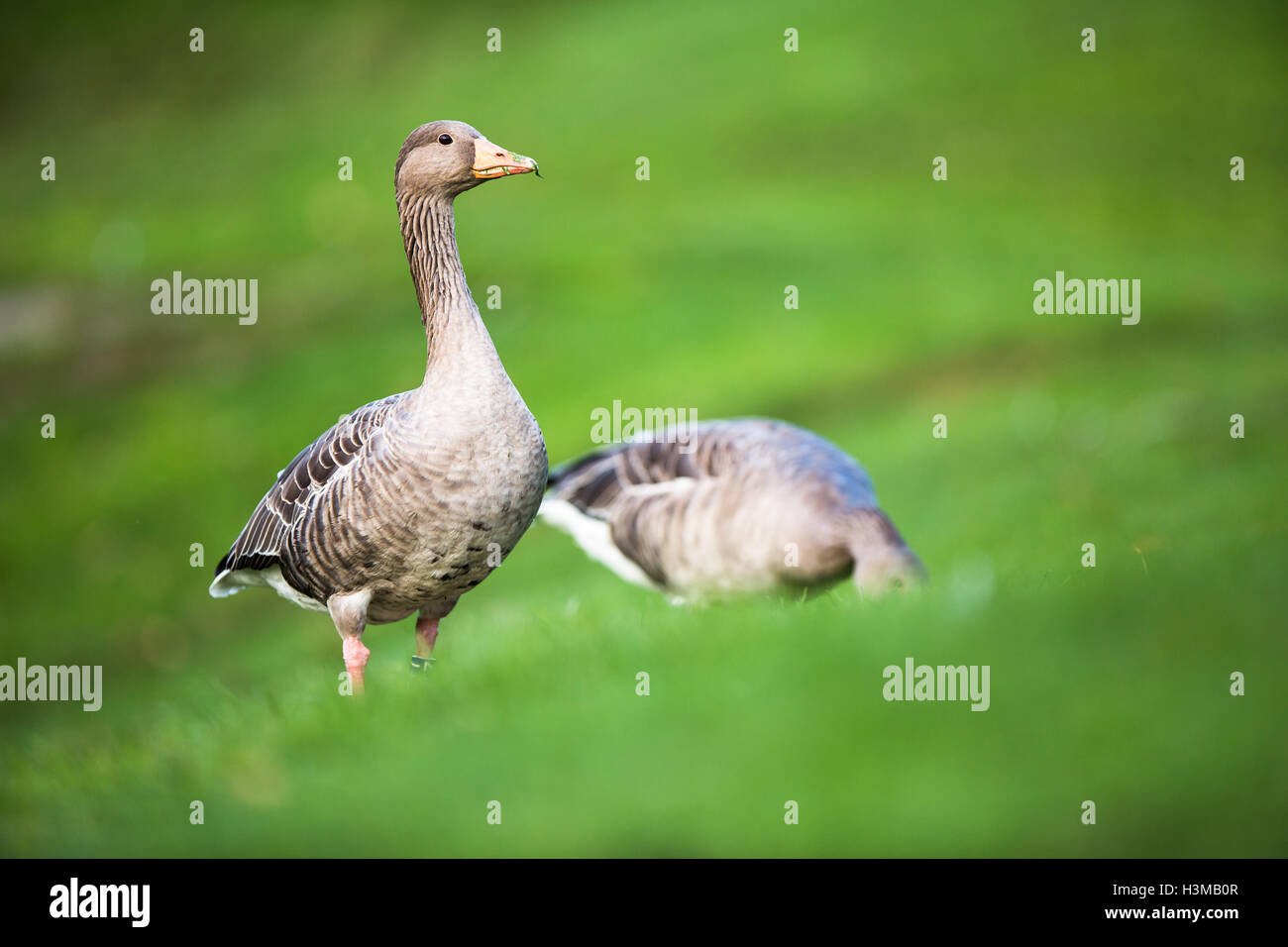 Oca Graylag, Anser anser Foto Stock