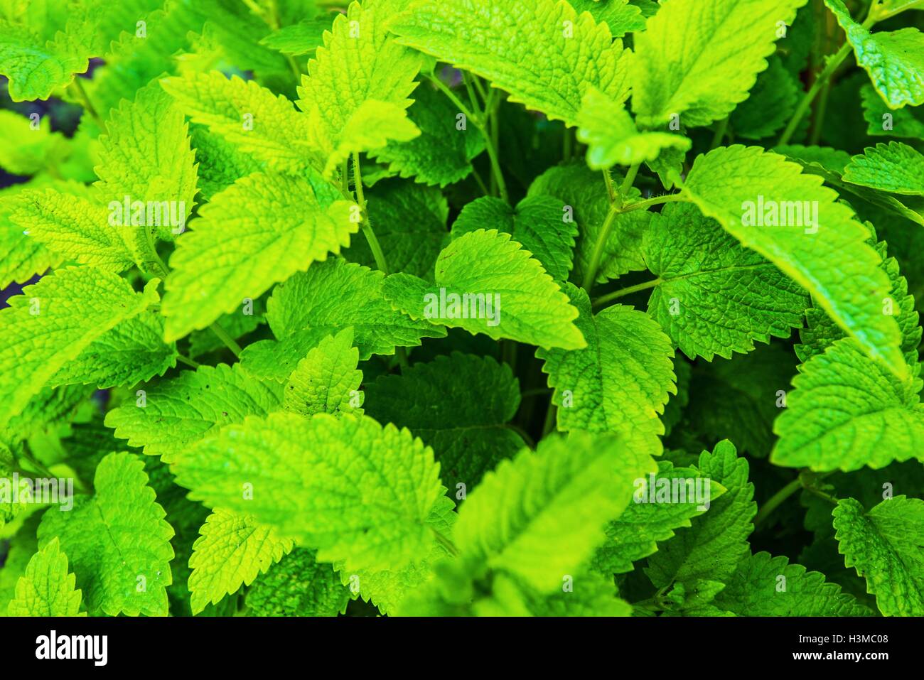Melissa Herb Closeup Photo. Melissa officinalis, balsamo menta. Foto Stock