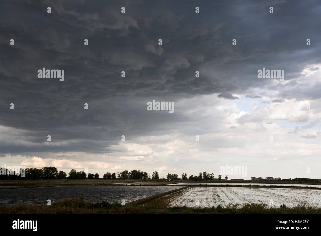 Risaie, Novara, Piemonte, Italia Foto Stock