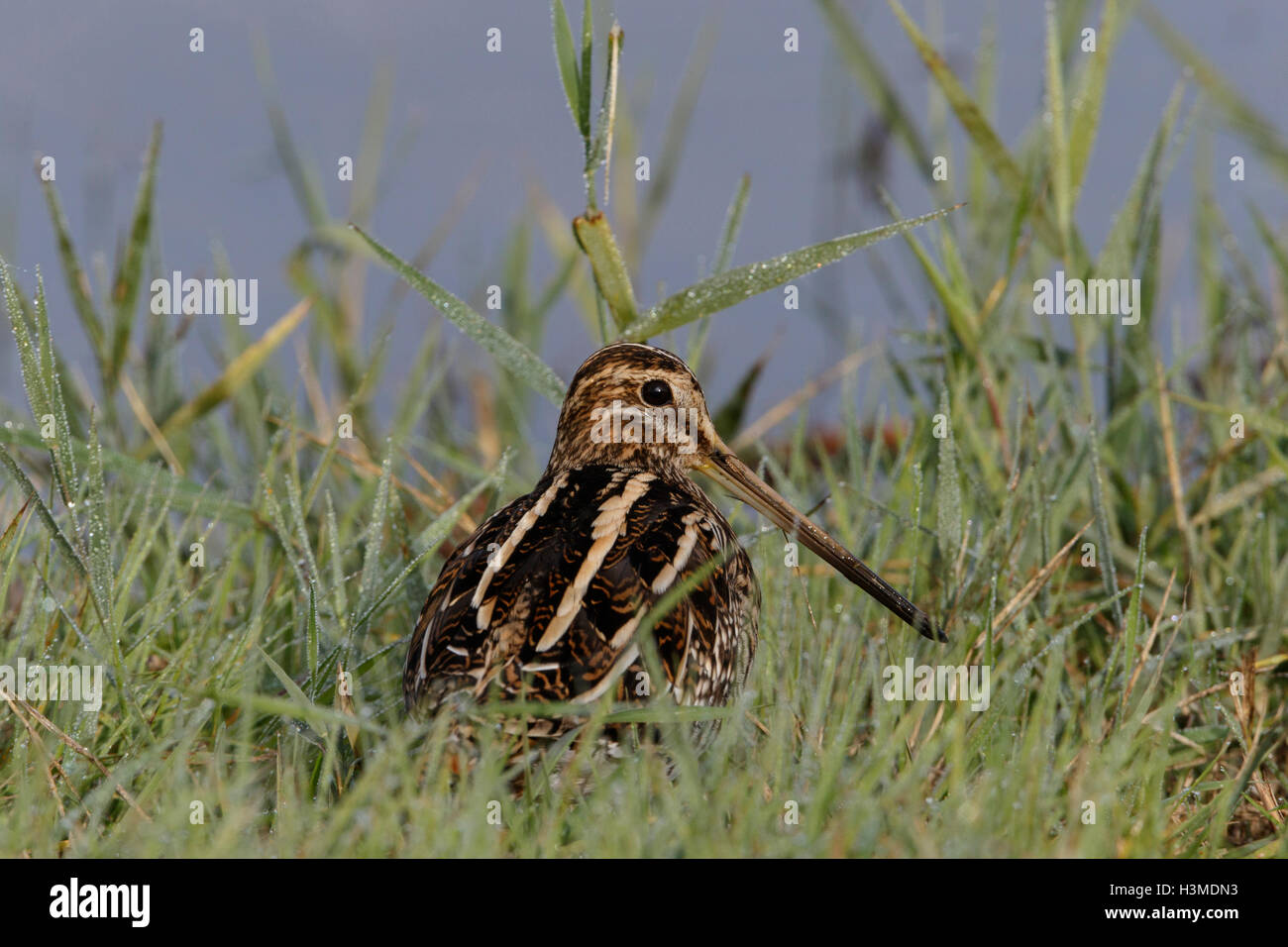 Beccaccino Gallinago gallinago adulto Foto Stock