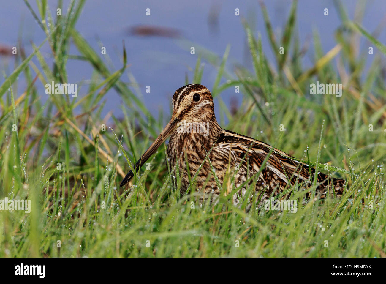 Beccaccino Gallinago gallinago adulto Foto Stock