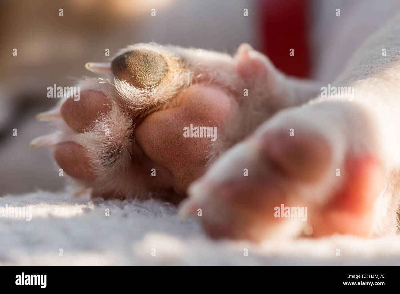 Jack Russel zampa puppys macro Foto Stock