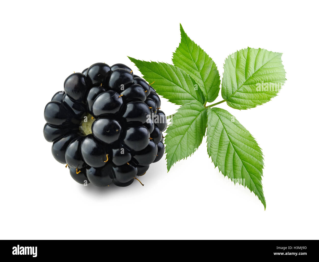 Macro shot di ripe, fresche, blackberry isolato su sfondo bianco con foglie di colore verde sulla destra. Foto Stock