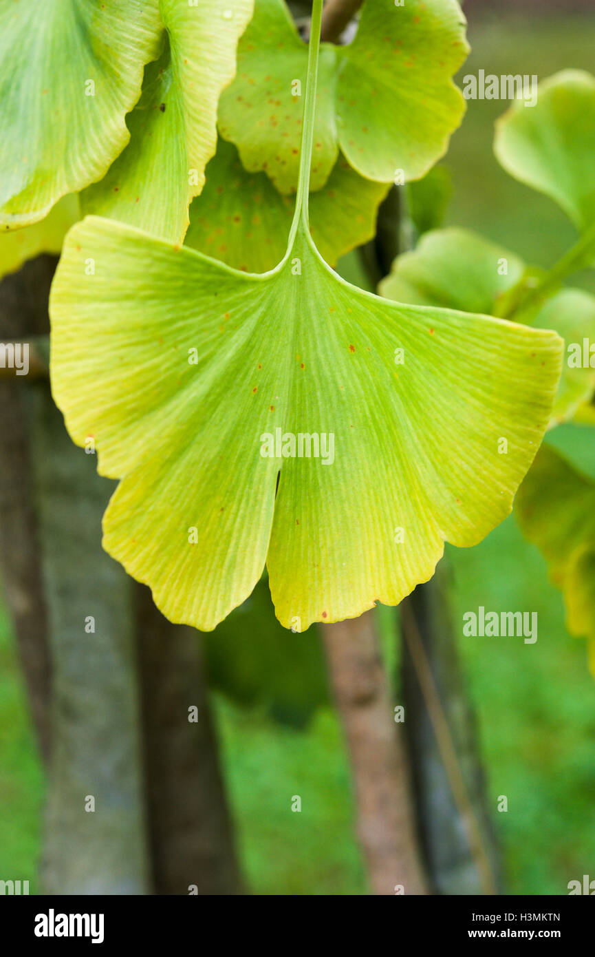 Close up di ingiallimento delle foglie di gingko biloba tree Foto Stock