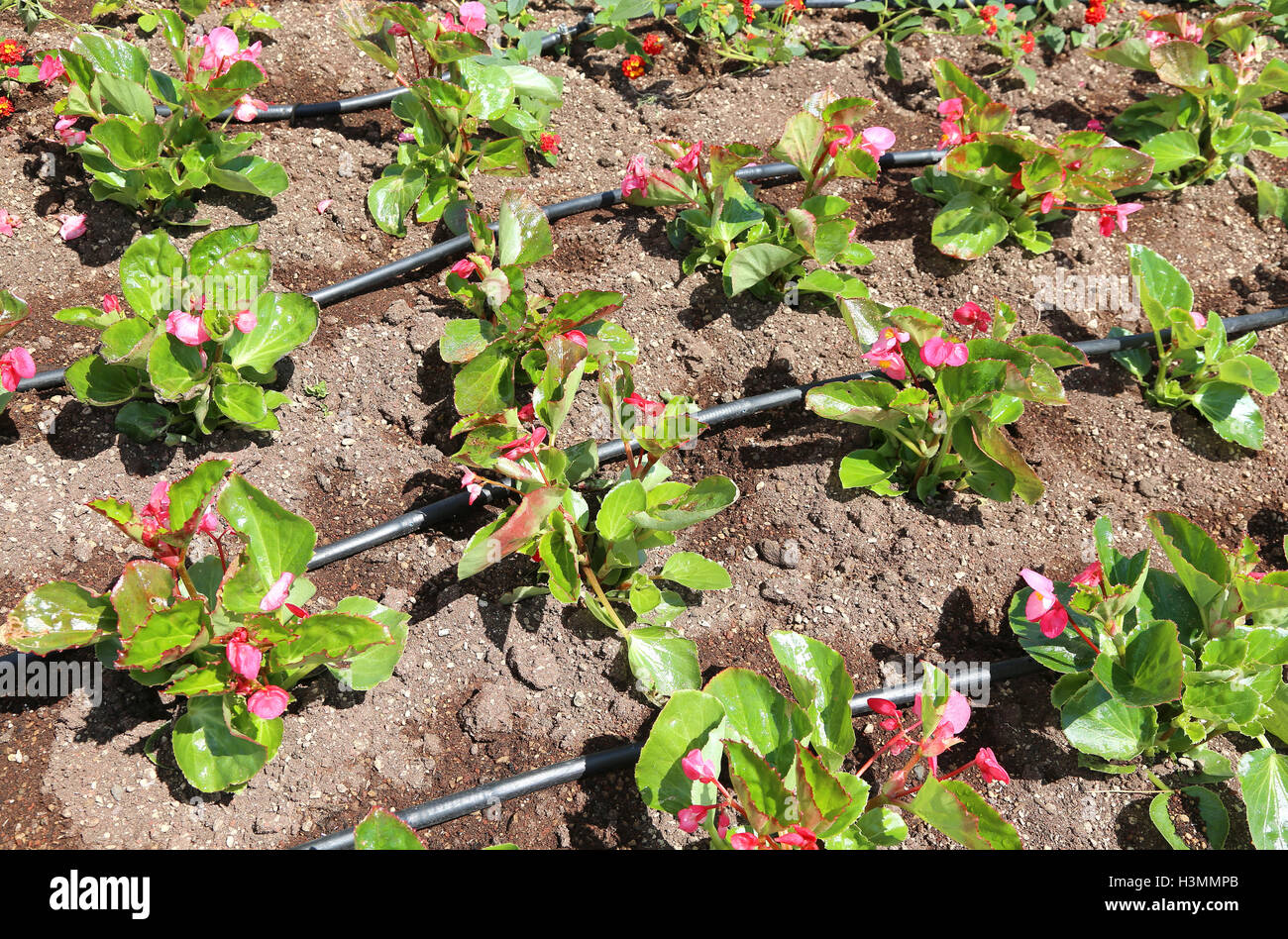 Aiuola di fiori con sistema di irrigazione automatica e alcuni fiori di colore rosa Foto Stock