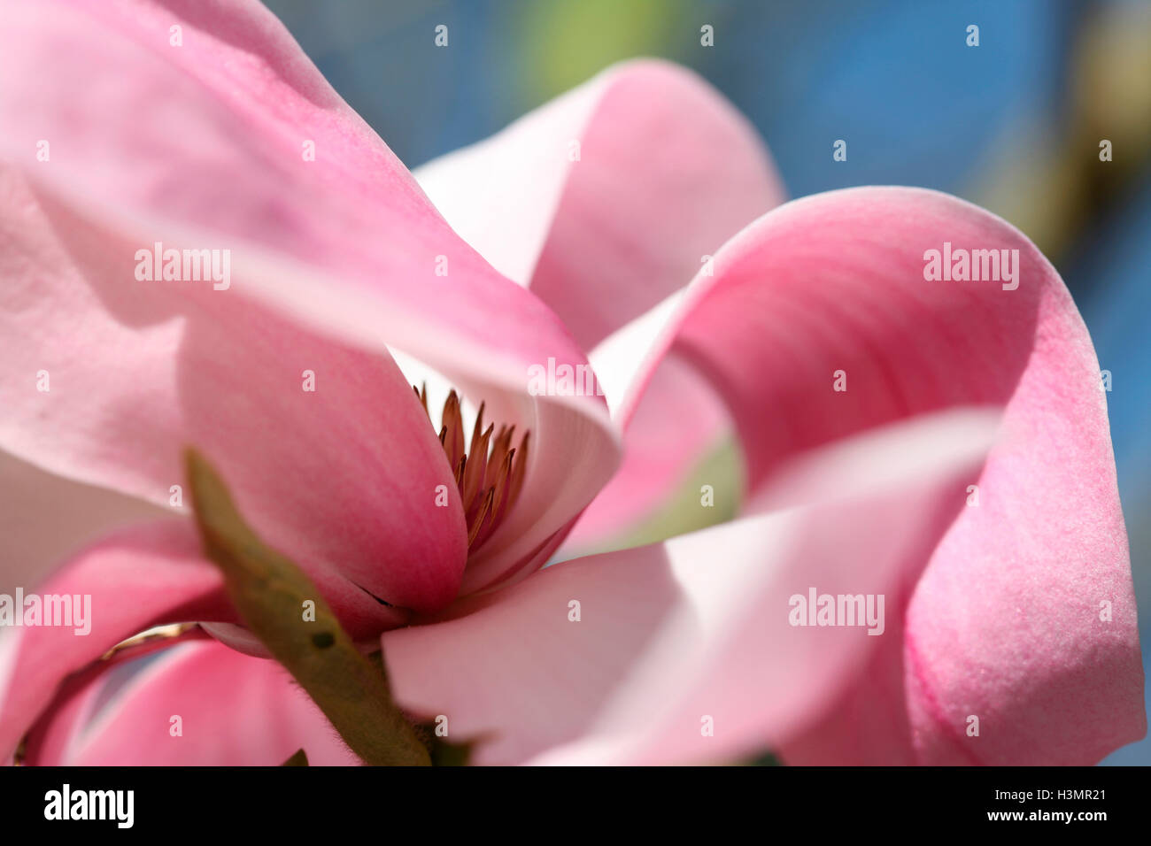 Grande libero fluire di rosa fiori di magnolia - Primavera di bellezza Jane Ann Butler JABP Fotografia1652 Foto Stock