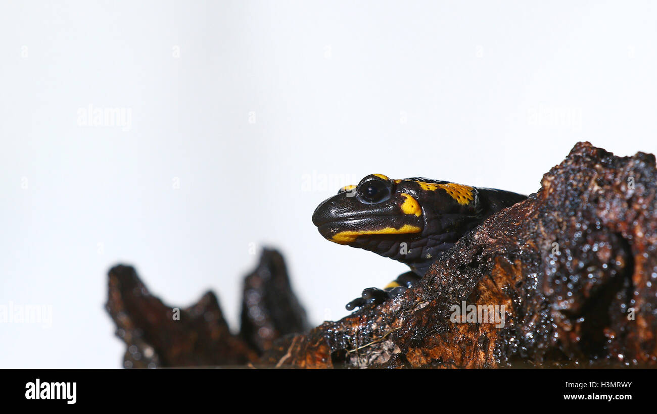 Orologio notturno anfibio, una salamandra, su di un registro Foto Stock