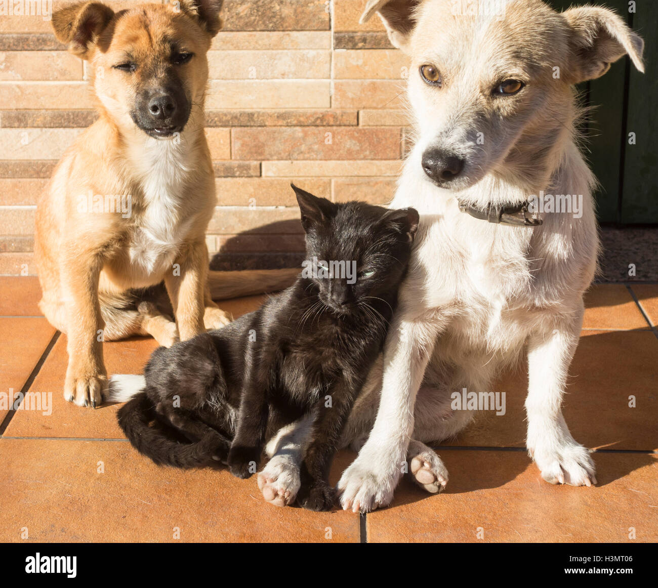 Due cani e un gatto insieme in strada in Spagna. Foto Stock