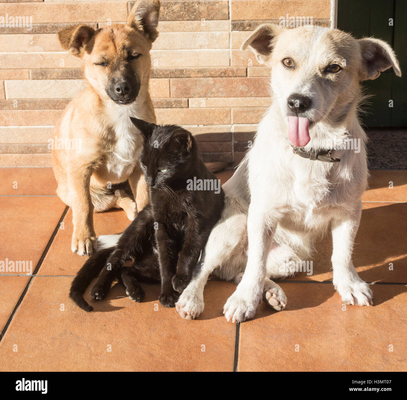 Due cani e un gatto insieme in strada in Spagna. Foto Stock