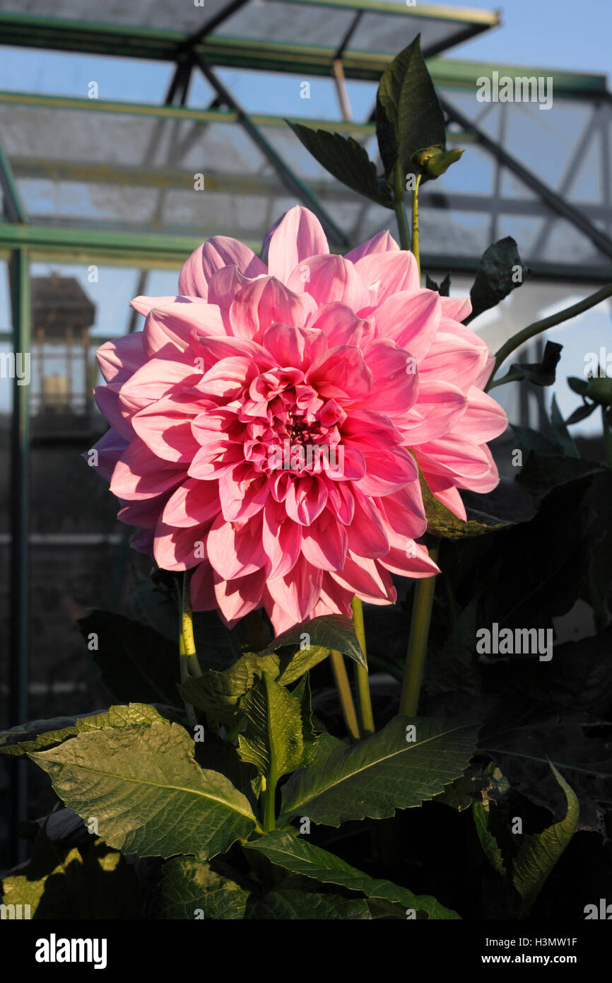 DAHLIA perfezione di lavanda. Foto Stock