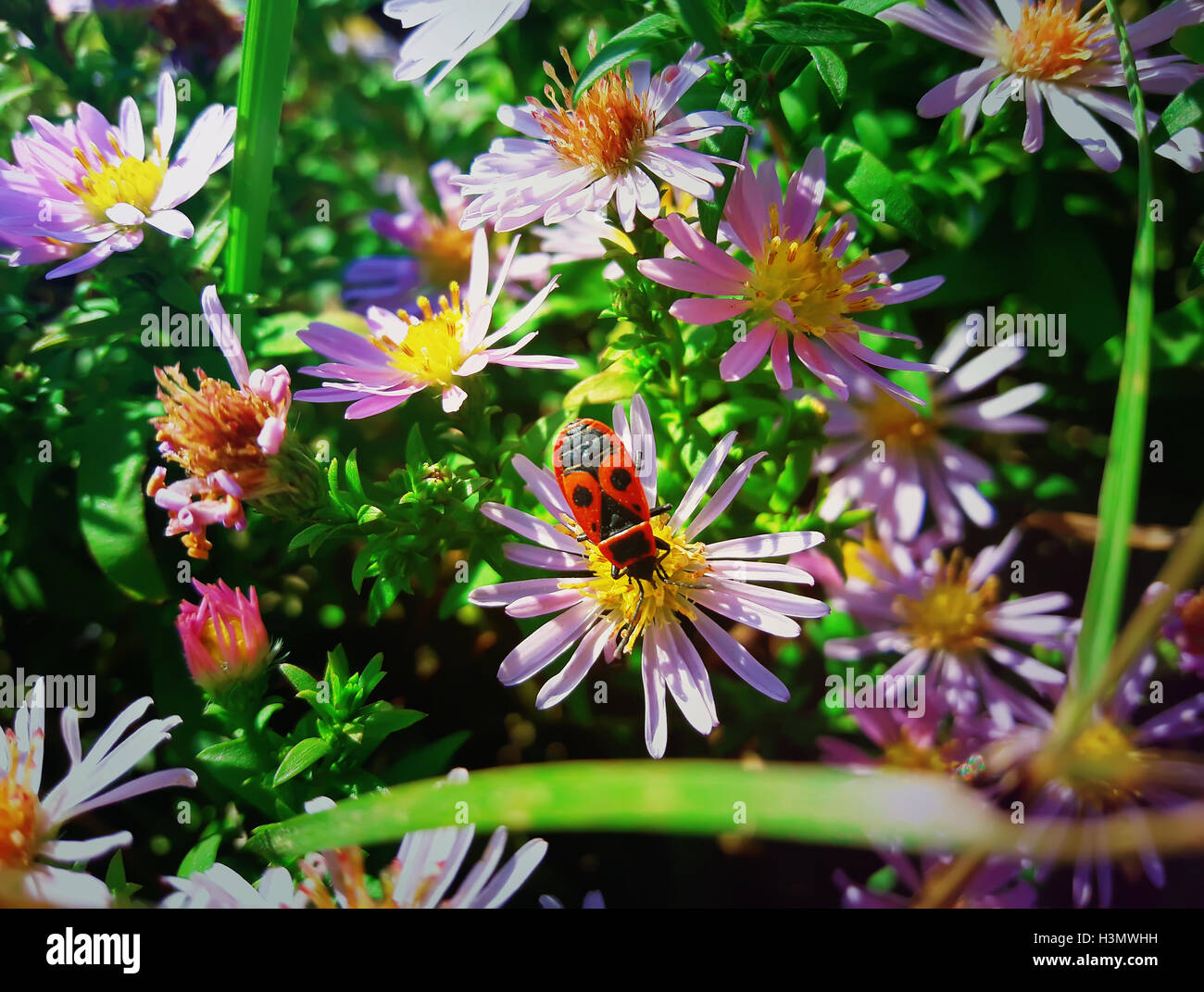 Rosso giapponese bug si siede sul viola aster fiore nel mezzo di un prato Foto Stock