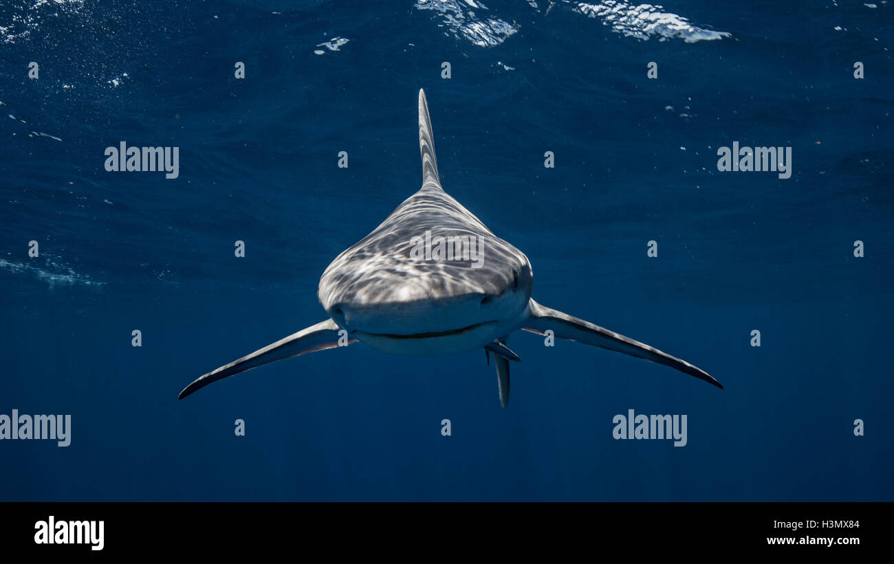 Vista subacquea di Sandbar Shark, Jupiter, Florida, Stati Uniti d'America Foto Stock