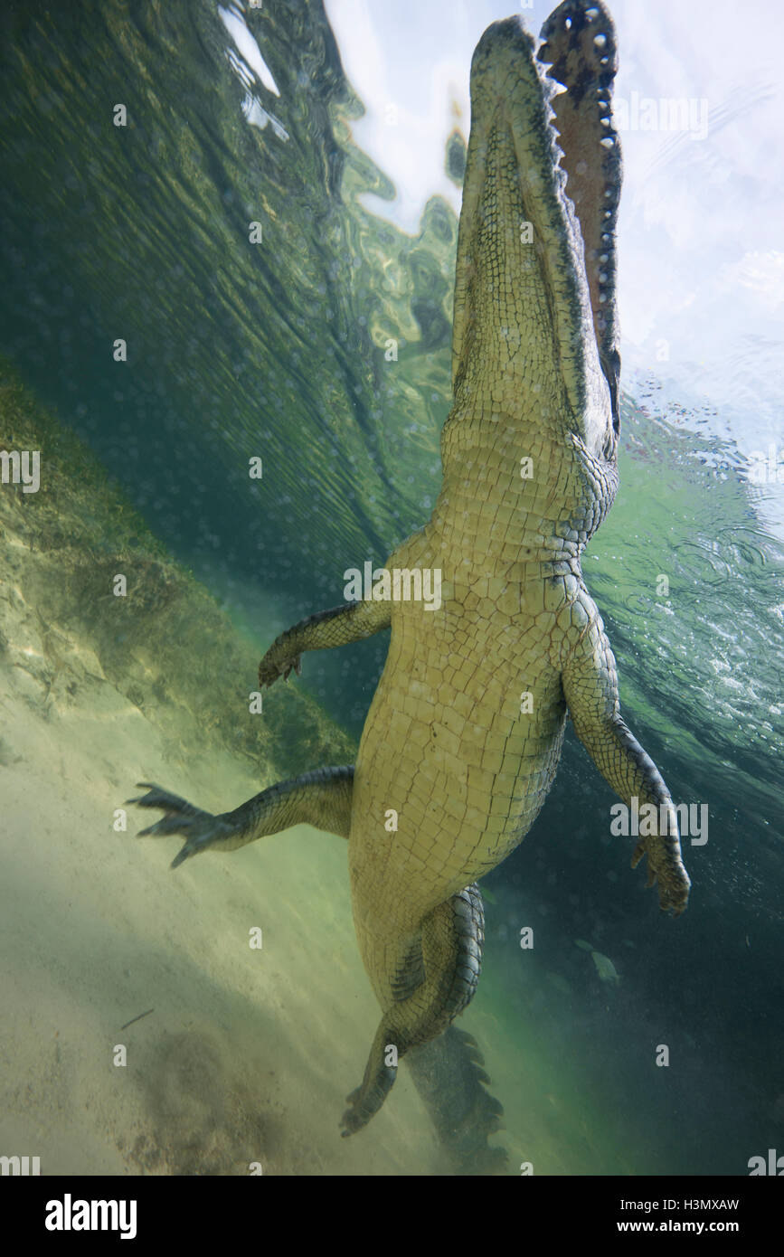 Basso angolo vista del coccodrillo americano (crodoylus acutus) nei fondali bassi di Chinchorro Atoll, Messico Foto Stock