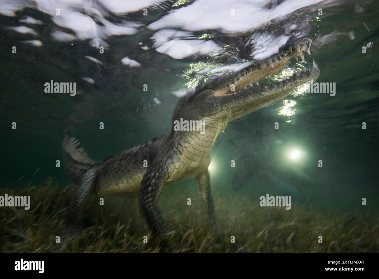 Coccodrillo americano (crodoylus acutus) nei fondali bassi di Chinchorro Atoll, Messico Foto Stock