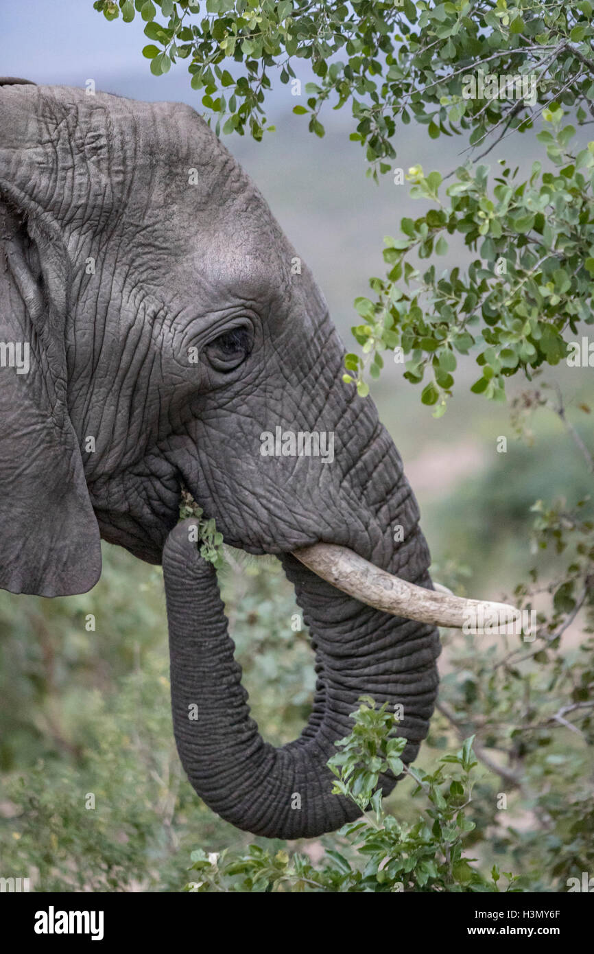 Wild Elefante africano a mangiare le foglie, Hluhluwe-Imfolozi Park, Sud Africa Foto Stock