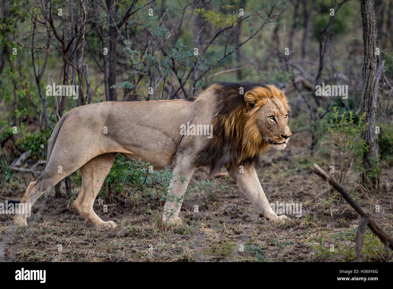 Wild African Lion maschio stalking la sua preda, Hluhluwe-Imfolozi Park, Sud Africa Foto Stock