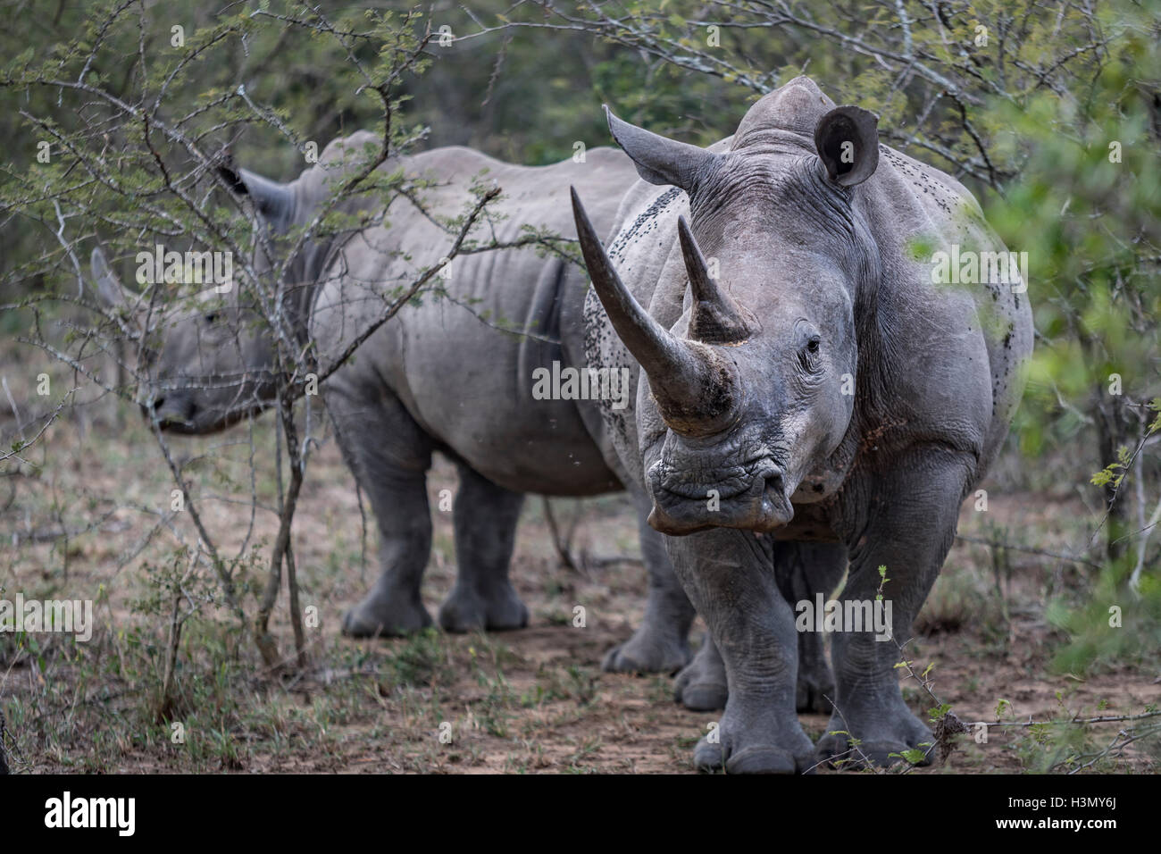 In via di estinzione rinoceronte bianco e del polpaccio, Hluhluwe-Imfolozi Park, Sud Africa Foto Stock