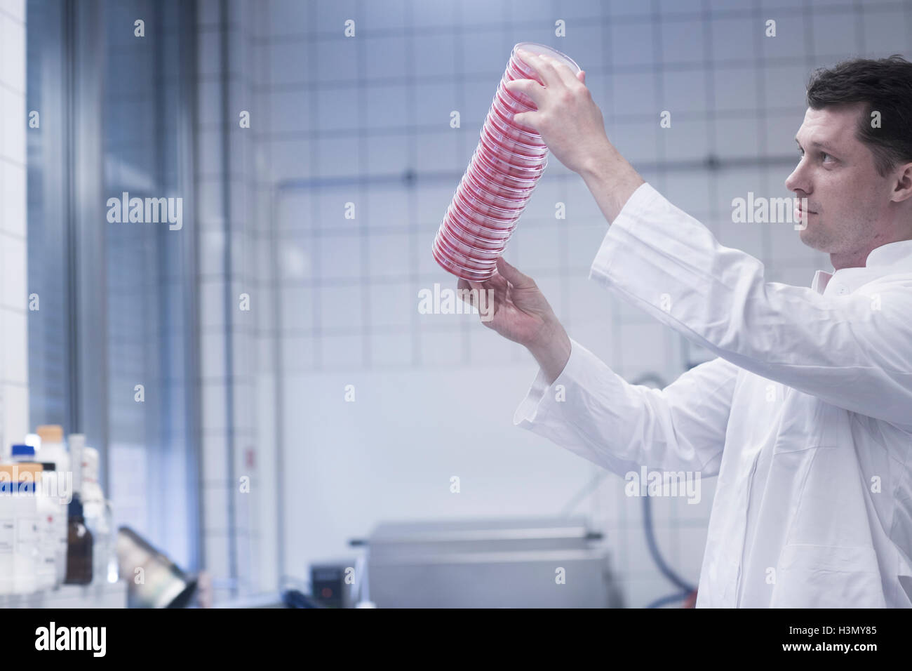 Scienziato mantenendo la pila di scatole Petri in laboratorio Foto Stock