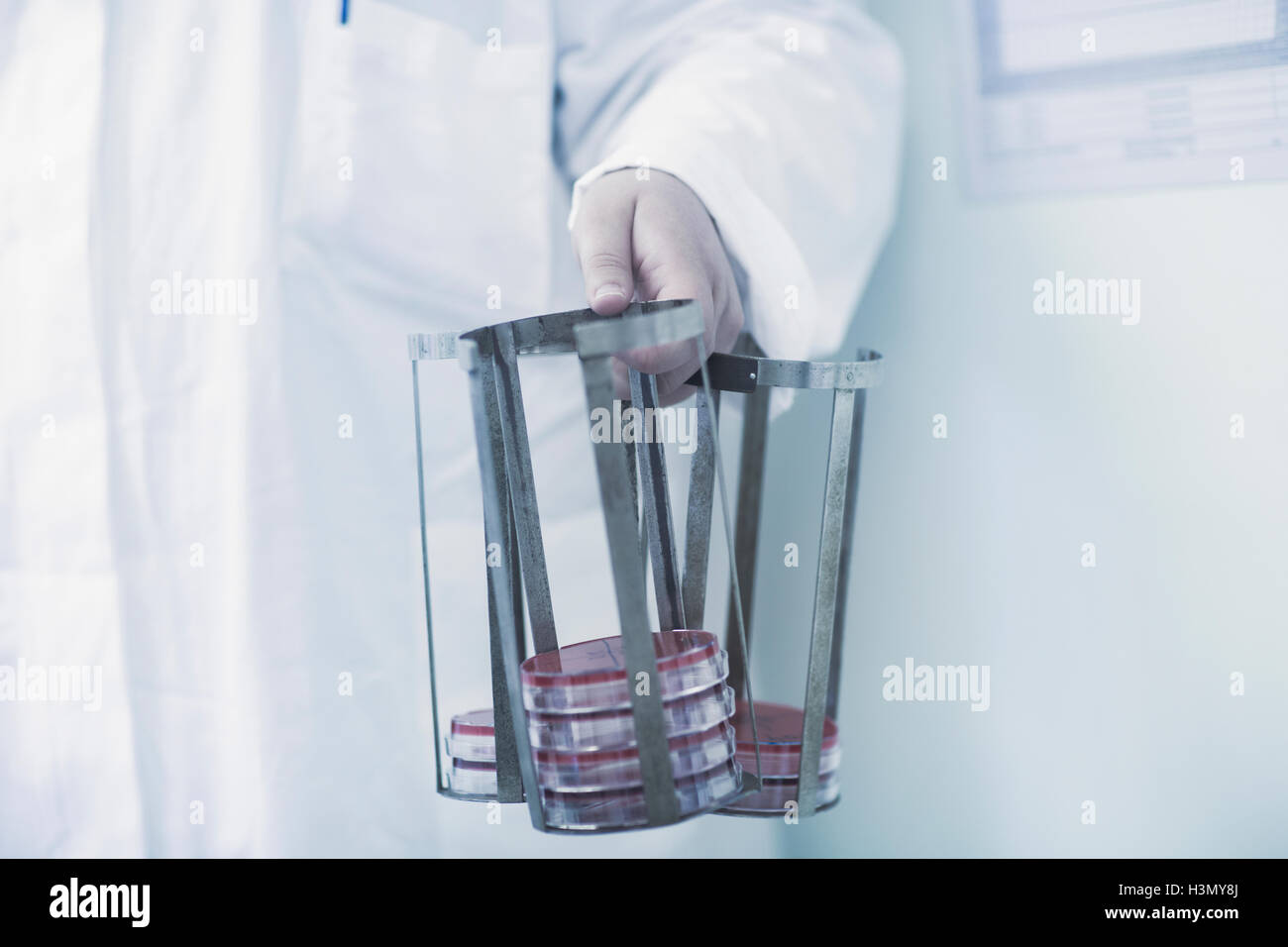 Scienziato che trasportano rack con capsule di petri in laboratorio Foto Stock