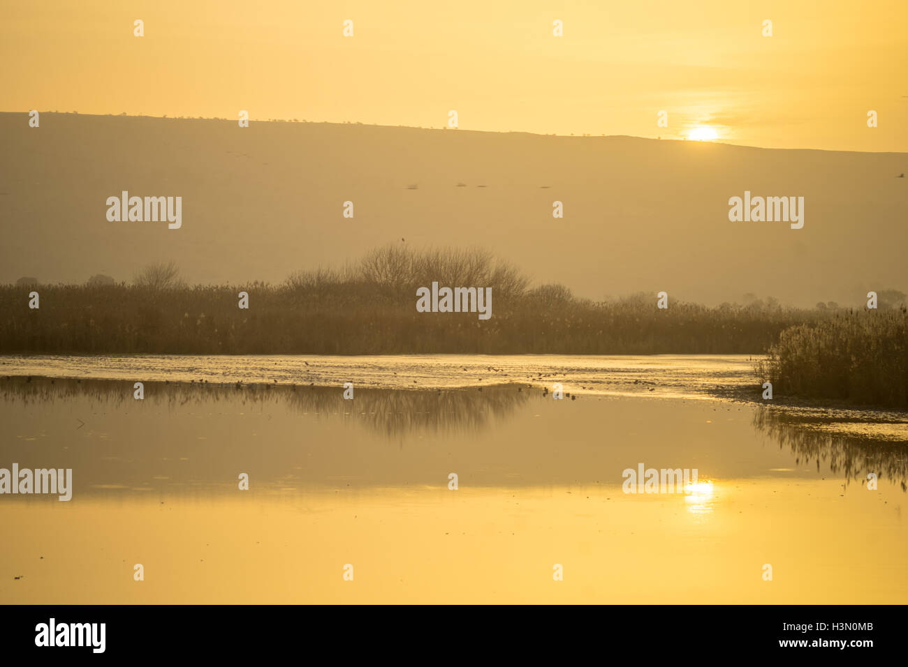 Sunrise nel Agamon Hula rifugio di uccelli, con vari uccelli, Valle di Hula, Israele Foto Stock