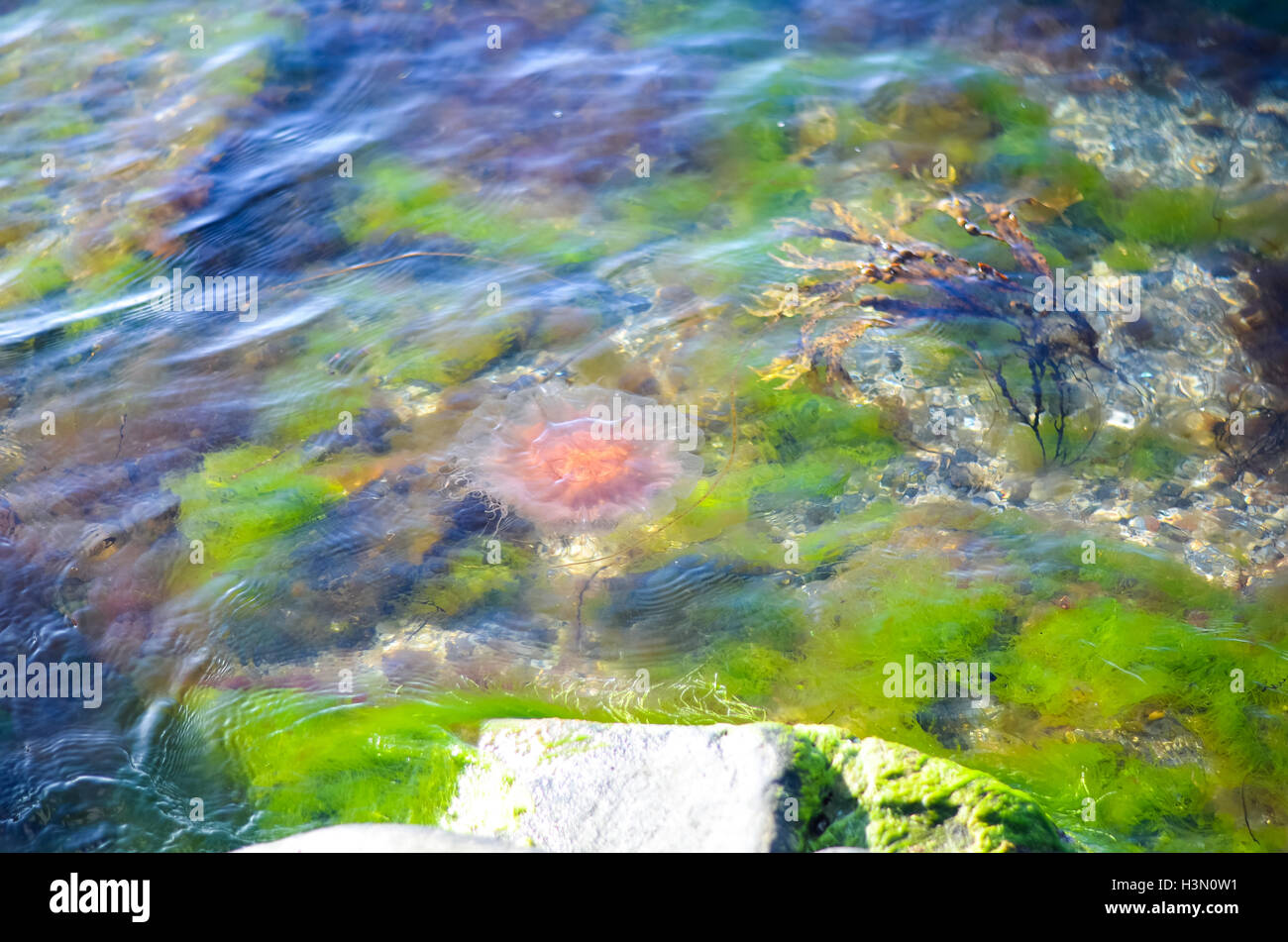 Grandi meduse rosa nuoto nella ricca di alghe acqua Foto Stock