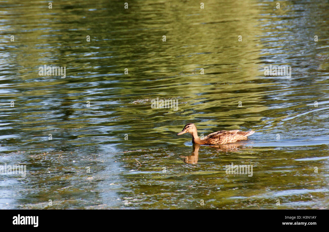 Un branco di anatre selvatiche godendo del Danubio Foto Stock