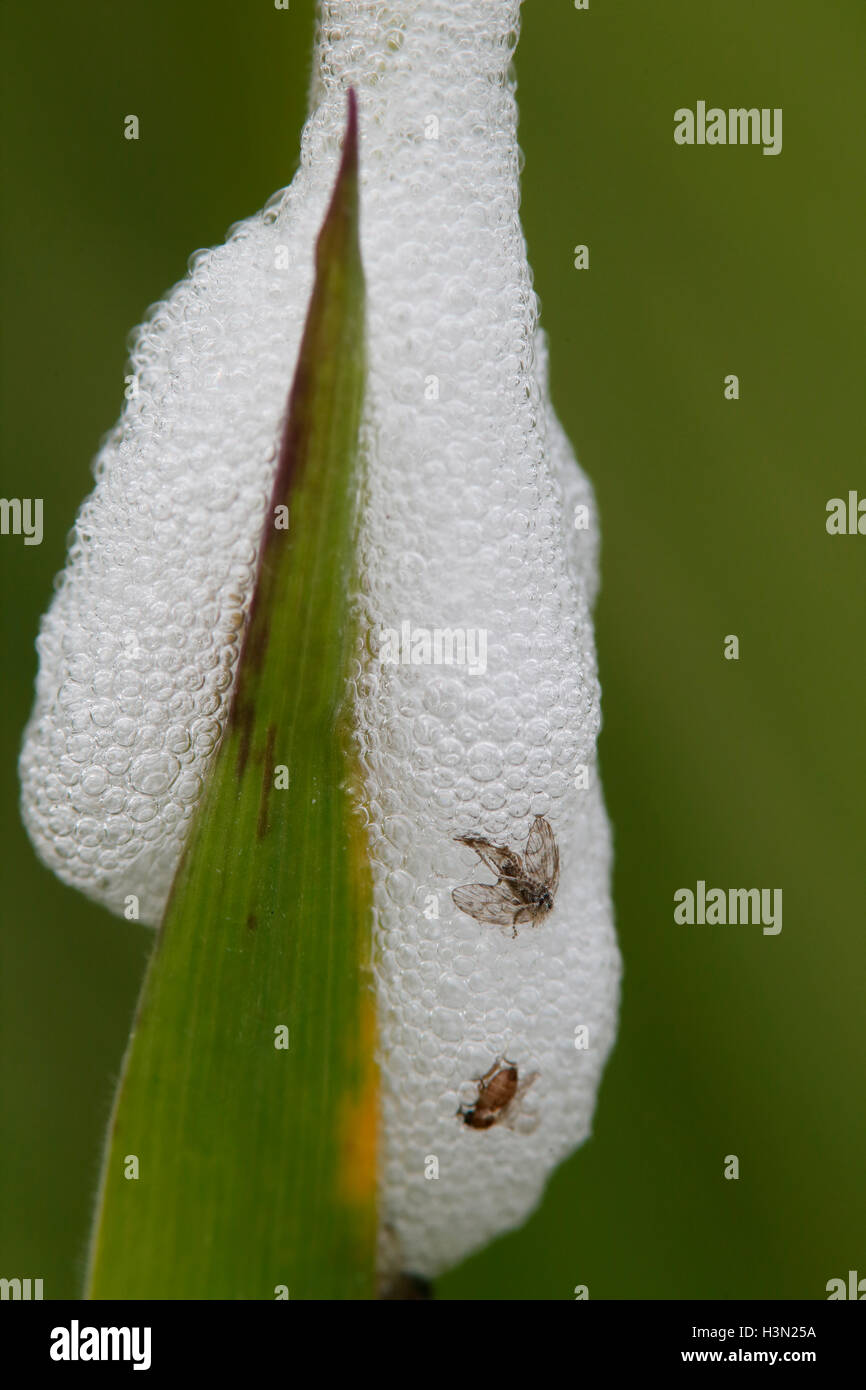 Froghopper (Cercopoidea) immaturo in bolle sul gambo reed, Norfolk, Inghilterra, Regno Unito Foto Stock