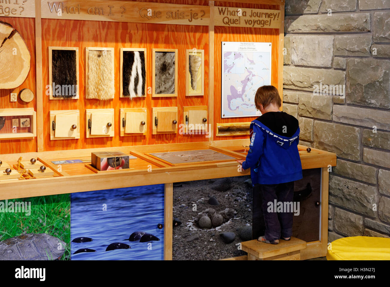 Ragazzo che guarda al museo interattivo presenta in Kouchibouguac Parco Nazionale del centro visitatori, New Brunswick Canada Foto Stock