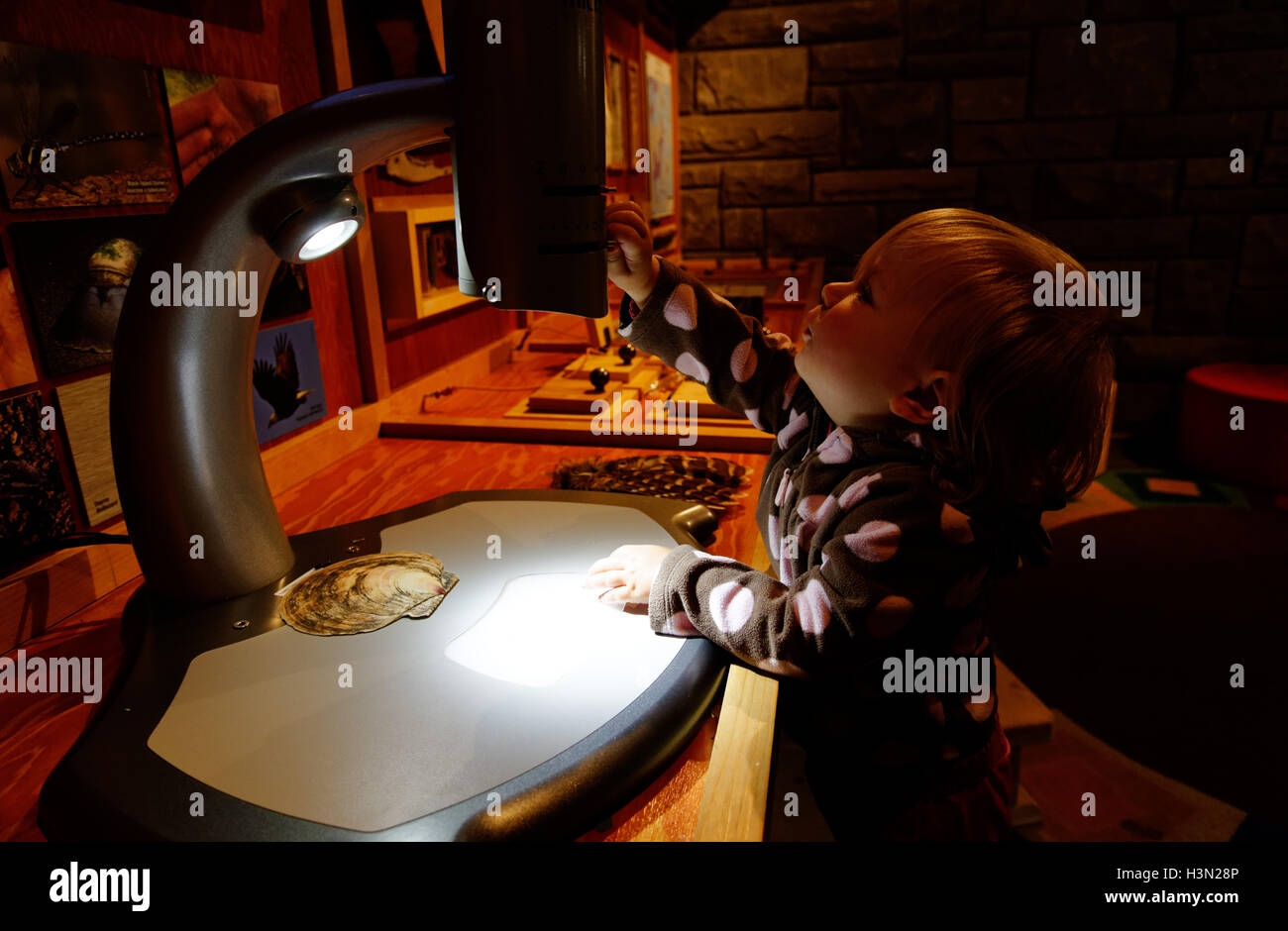 Una bambina guardando al microscopio mostra interattiva in Kouchibouguac NP del centro visitatori, New Brunswick Canada Foto Stock