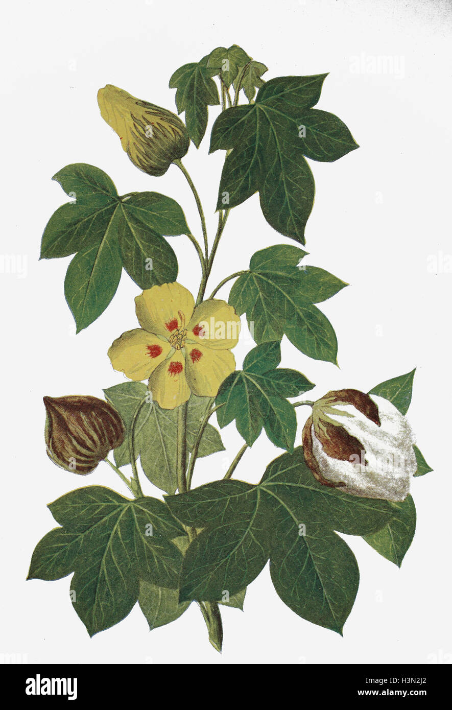 Gossypium herbaceum, comunemente noto come Levant cotone, illustrazione storico, 1880 Foto Stock