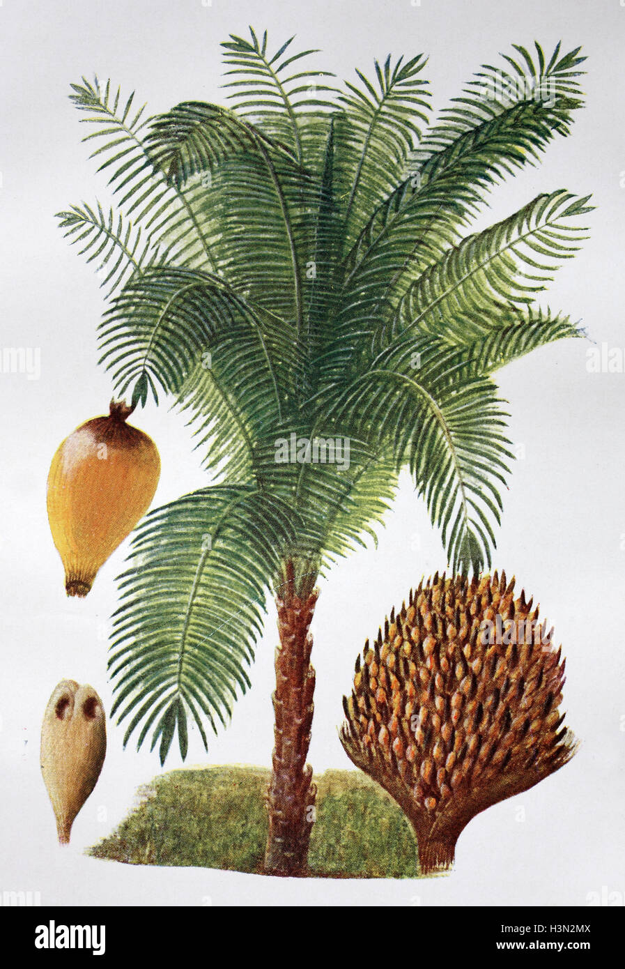 Piante di palma da olio immagini e fotografie stock ad alta risoluzione -  Alamy