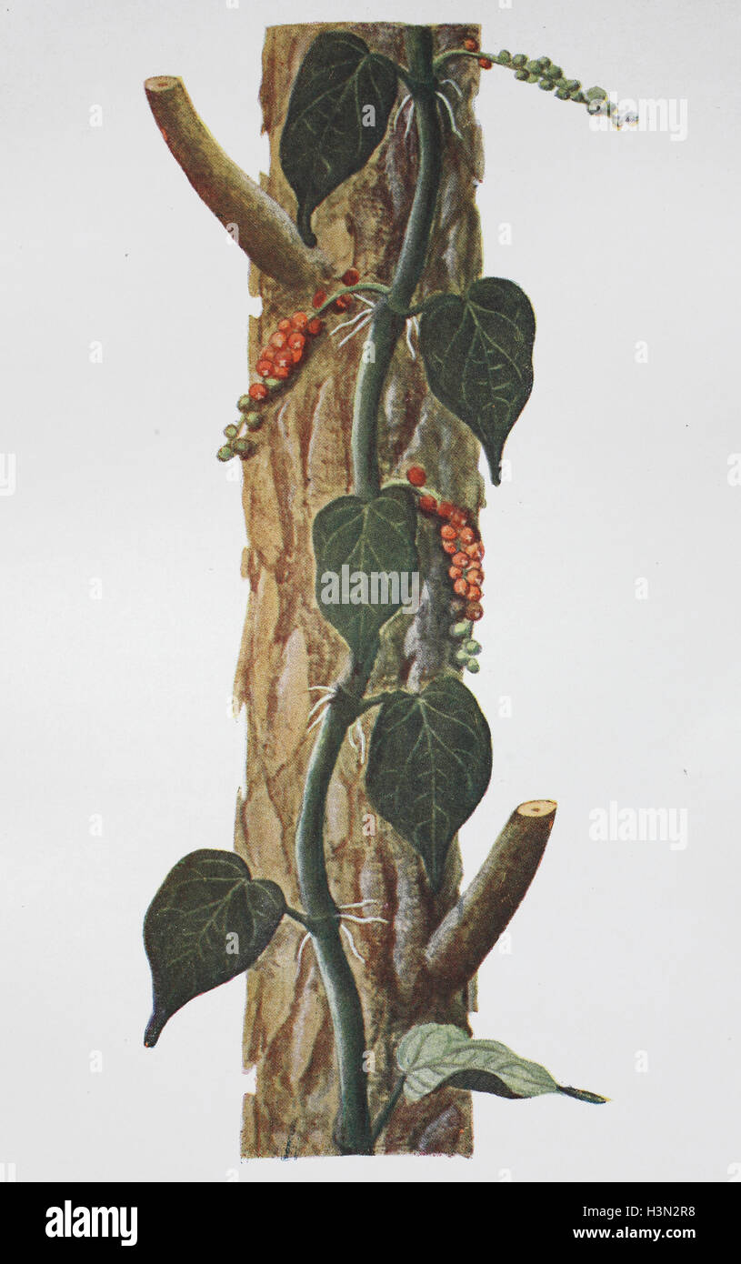 Pepper Plant, Piper nigrum, storico illustrazione, 1880 Foto Stock
