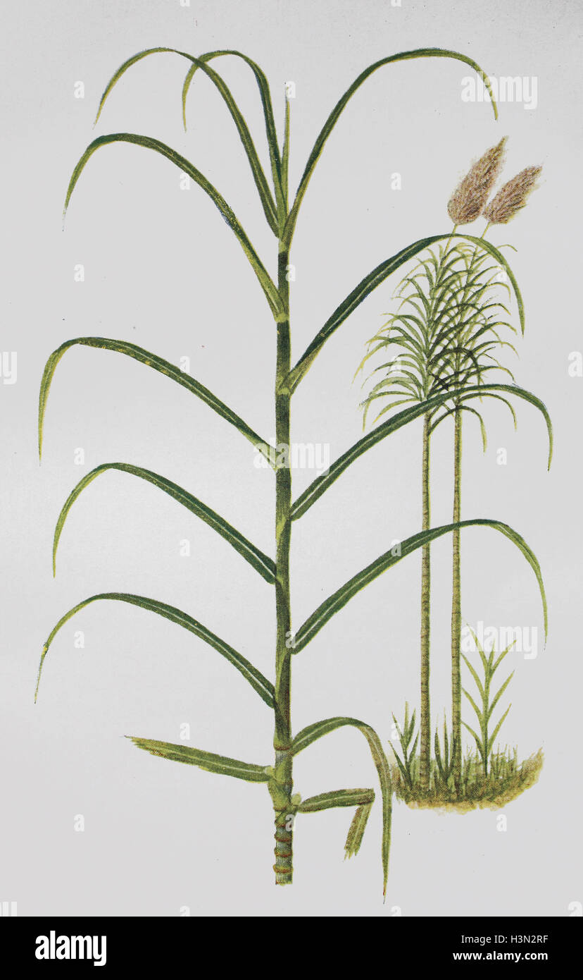 5 Semi Di Canna Da Zucchero Gigante (Saccharum Officinarum) Per Coltivazione In Giardino O Vaso - 5
