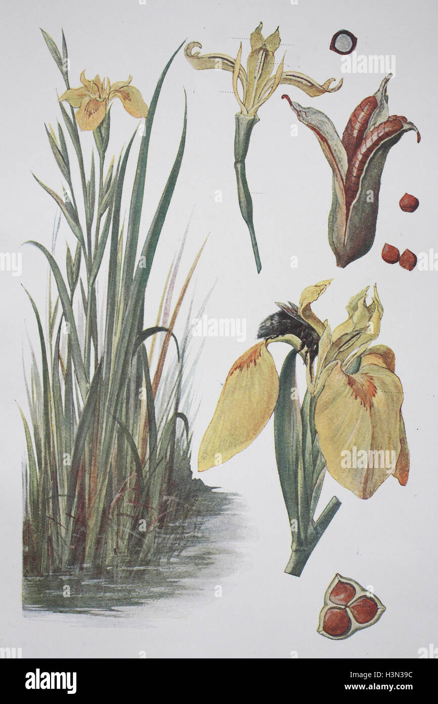 Iris pseudacorus, bandiera gialla, iris gialla, acqua bandiera, leva, storico illustrazione, 1880 Foto Stock