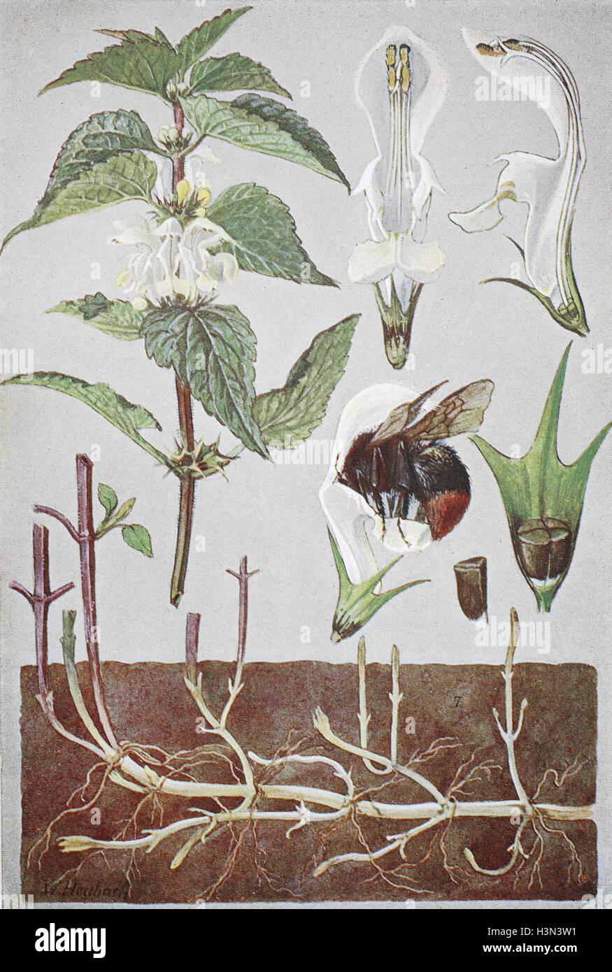 Lamium album, comunemente chiamato white ortica o morti bianche di ortica, storico illustrazione, 1880 Foto Stock