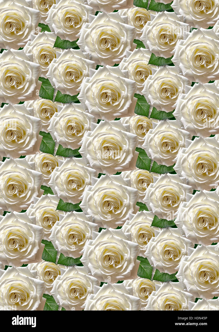 Verde sullo sfondo senza giunture con grandi rose bianche Foto Stock