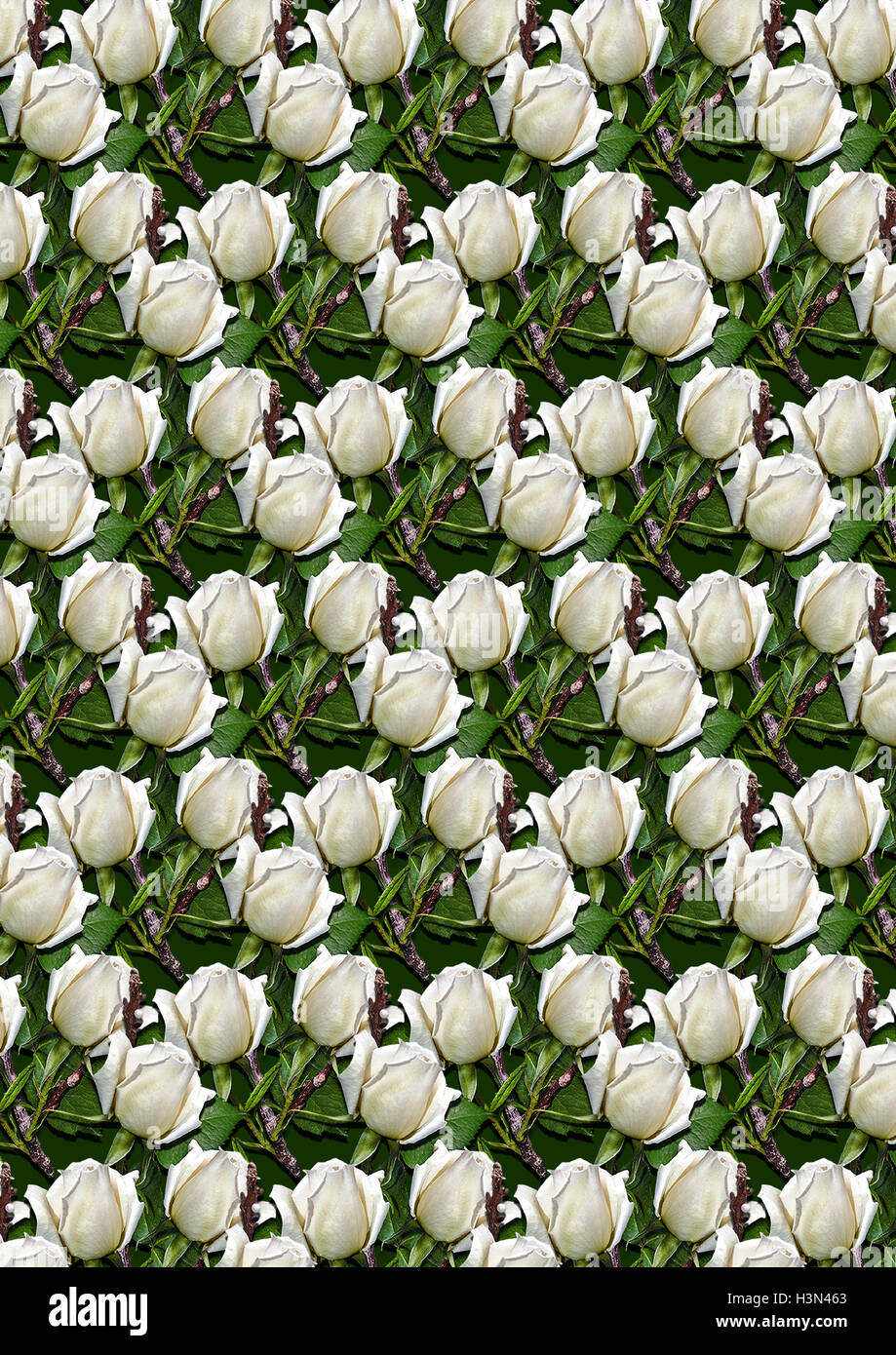 Verde sullo sfondo senza giunture con boccioli rose bianche Foto Stock