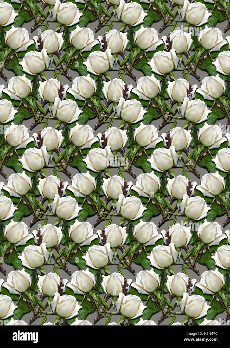 Grigio sfondo senza giunture di gemme rose bianche Foto Stock