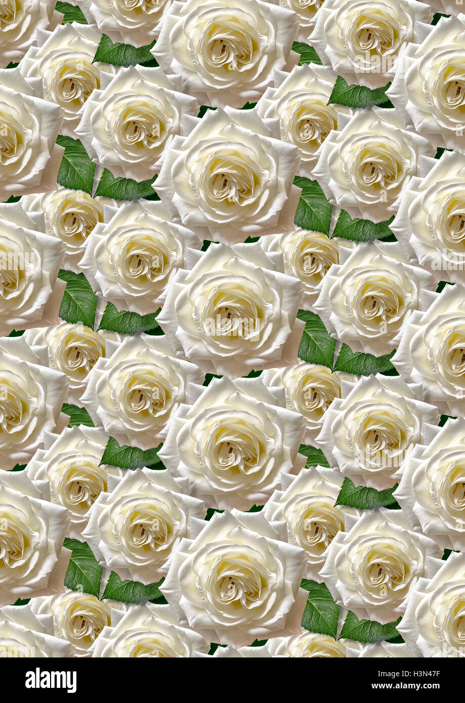 Sfondo nero con grandi rose bianche Foto Stock