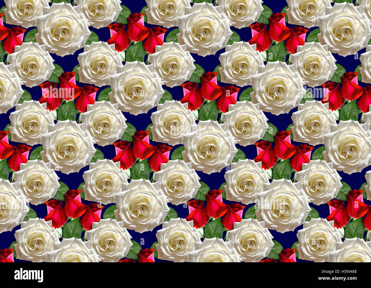 Sfondo blu di grandi bouquet rose bianche e boccioli rosso Foto Stock