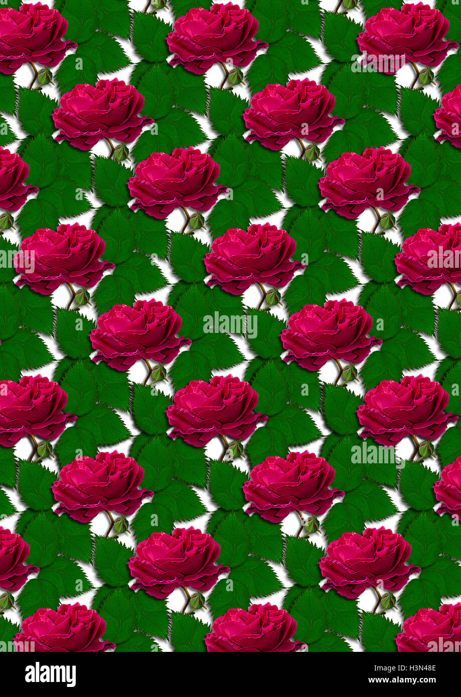 Bianco sullo sfondo senza giunture di grandi rose rosse e foglie Foto Stock