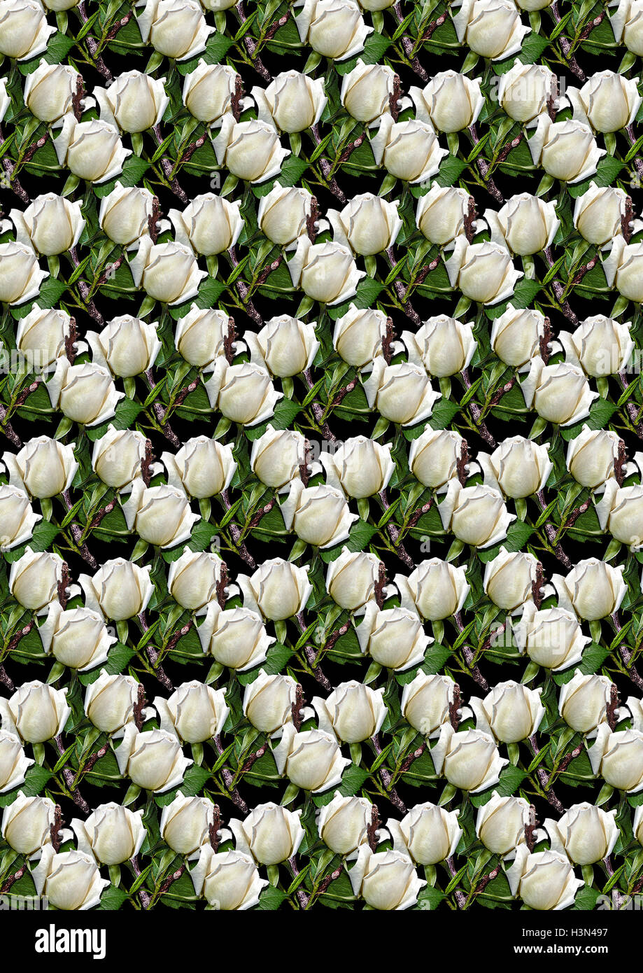 Nero lo sfondo senza giunture di gemme rose bianche Foto Stock