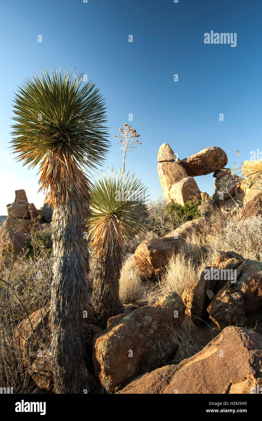 Cactus e roccia equilibrato, Grapevine colline, parco nazionale di Big Bend, Texas USA Foto Stock