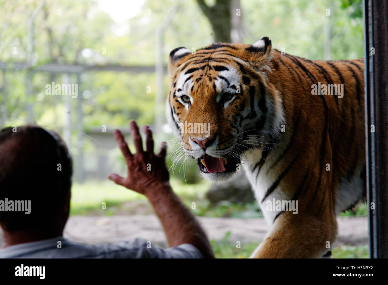 Un uomo che guarda la tigre siberiana di Granby Zoo, Quebec, Canada Foto Stock